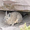 Viscacha
