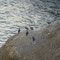 Paracas: des pélicans