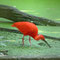 Ibis rouge