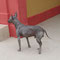 Chien nu du Pérou