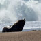 Cabo Raso: un lion de mer solitaire