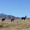 Non, ce ne sont des chamois des Alpes; ils n'ont pas de cornes!