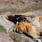 Puente del Inca