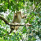Singe hurleur
