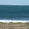 Cabo Raso: des lions? non, des surfeurs