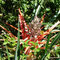 Ananas sauvage? Réponse photo suivante