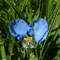 Plante dite "Santa Lucia"