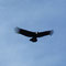 Condor