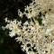 Corail? non lichen