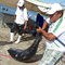 Cabo blanco