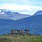 Encore des guanacos...il y en a partout