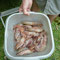 Belles crevettes à Paratymirim