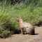 Capibara installé en bord de piste