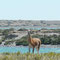 Guanaco