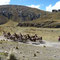 Caravane de lamas