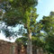 San Ignacio mini: L'arbre a completement "mangé" la colonne de pierre