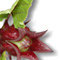 Hibiscus - medicinal plants
