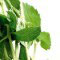 Stevia rebaudiana - medicinal plants
