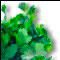 Coriander medicinal plant