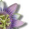 Passion flower - Passiflora