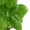 Basil - Herbs