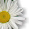 Chamomile - medicinal plant