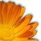 Calendula officinalis - Pot marigold