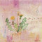 Mohnblume   dx