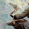 Turmfalke