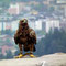 Kaiseradler