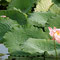 ... auf den umgebenden Lotus, ...