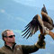 Steinadler