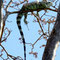 Leguan