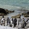 afrikanische Pinguine