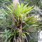... Epiphyten in den Baumkronen