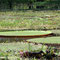Yanamono - Victoria Amazonica
