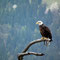 Weißkopfseeadler
