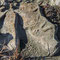 Fossilien wohin das Auge blickt