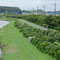 2025年6月　多古町栗山川畔