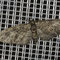 Eichen-Blütenspanner (Eupithecia abbreviata)