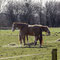 Pferde auf der Weide (© Rolauffs)