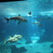 L'immense aquarium central de l'Oceonàrio