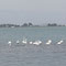 Flamingos im Ebrodelta