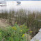 Shoreline of Peninsula Drive on the west side of the lake. 