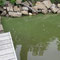 Algae blooms were the densest and longest lasting in recent memory. 