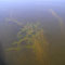 Approximately 380 acres of Eurasion milfoil were found during surveys of the lake in 2009. 