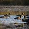 Flocks of coots on Little Cove.