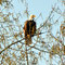 Eagle sightings are common as their numbers continue to increase. 