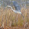 Blue Heron are frequently seen along the lake.