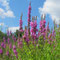 Purple Loosestrife. 